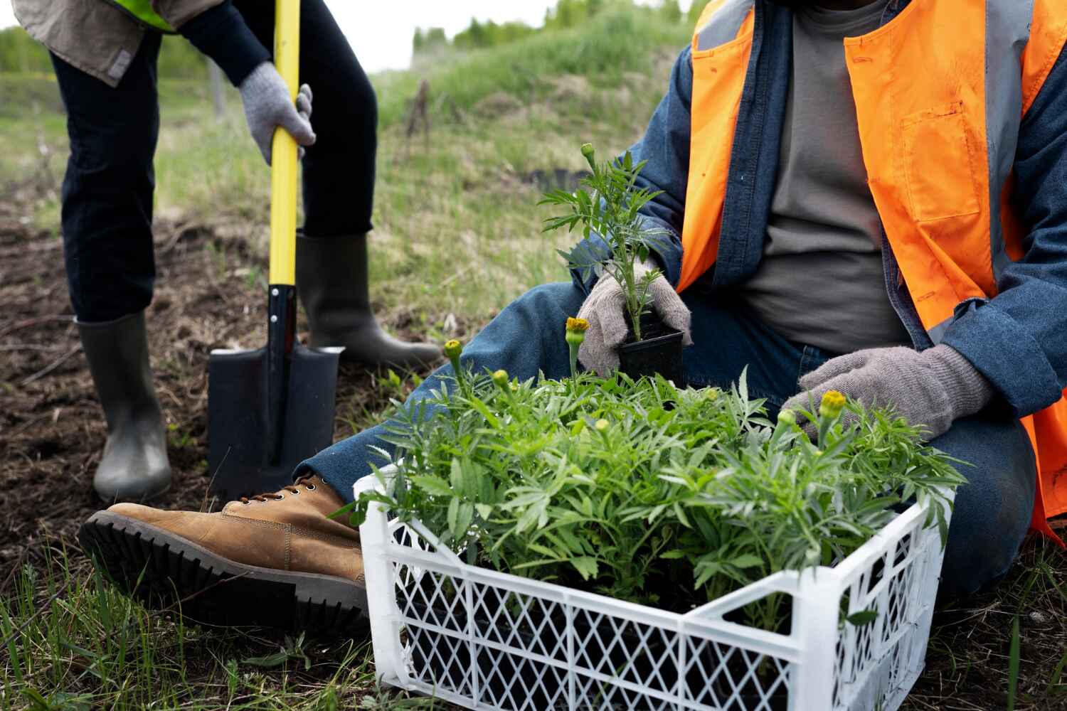 Best Tree Trimming and Pruning  in USA